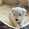 puppy, dog, white_dog, small_dog, animal, pet, cute, lying_down, sitting, blanket, couch, indoor, home, cozy, fluffy, black_nose, blue_eyes, portrait, close_up, phone_screenshot