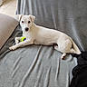 dog, puppy, white_dog, pet, animal, lying_down, blanket, couch, ball, toy, indoors, home, relaxed, looking_at_camera, short_hair, floppy_ears, black_nose, gray_blanket, cute, portrait