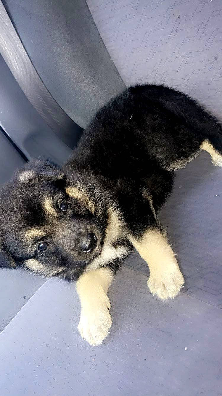 Ace joined the competition — help win amazing prizes! canidae, carnivore, claw, comfort, companion_dog, dog, dog_breed, foot, fur, paw, puppy, snout, sporting_group, tail, terrestrial_animal, working_dog