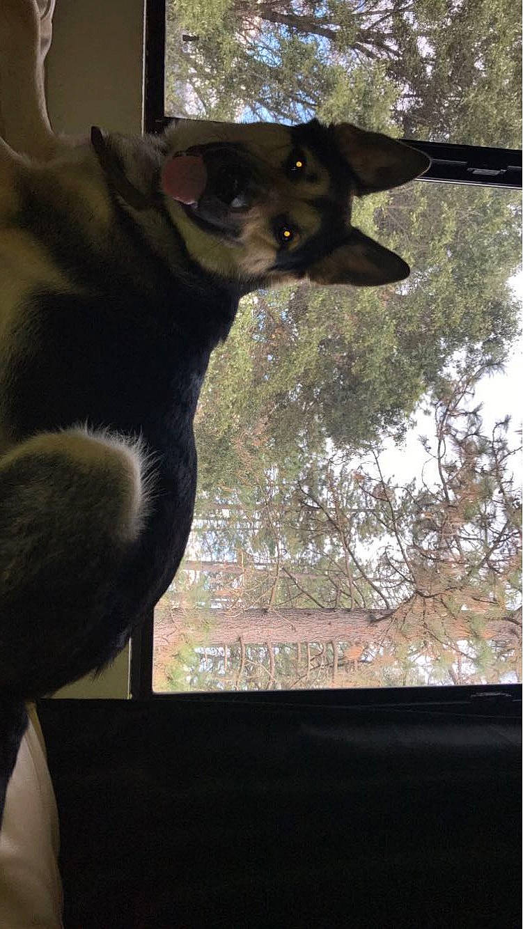 Ace joined the competition — help win amazing prizes! black_cat, carnivore, dog_breed, felidae, fur, gesture, guard_dog, plant, shadow, small_to_medium_sized_cats, stuffed_toy, tail, terrestrial_animal, tints_and_shades, tree, whiskers, window, working_animal