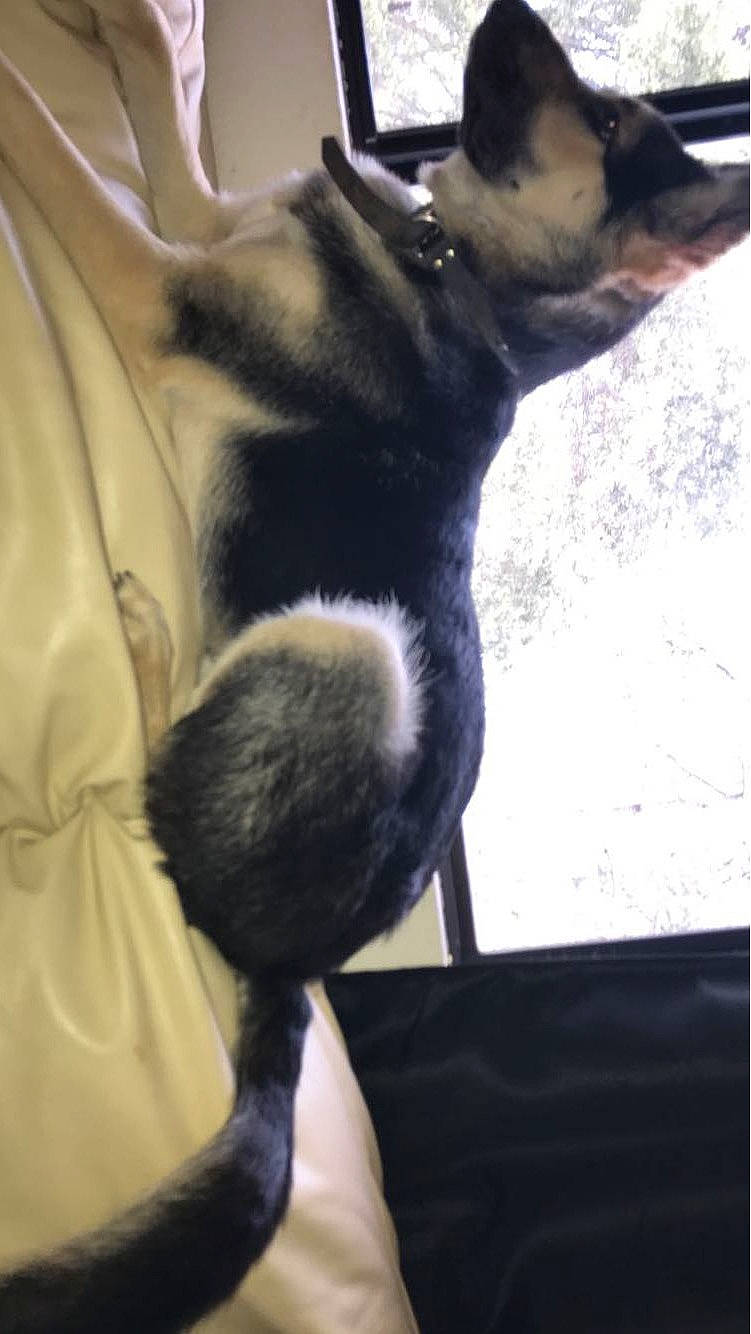 Ace joined the competition — help win amazing prizes! carnivore, collar, comfort, companion_dog, dog, dog_breed, ear, elbow, felidae, fur, gesture, guard_dog, mammal, paw, small_to_medium_sized_cats, snout, tail, toy_dog, vertebrate, whiskers