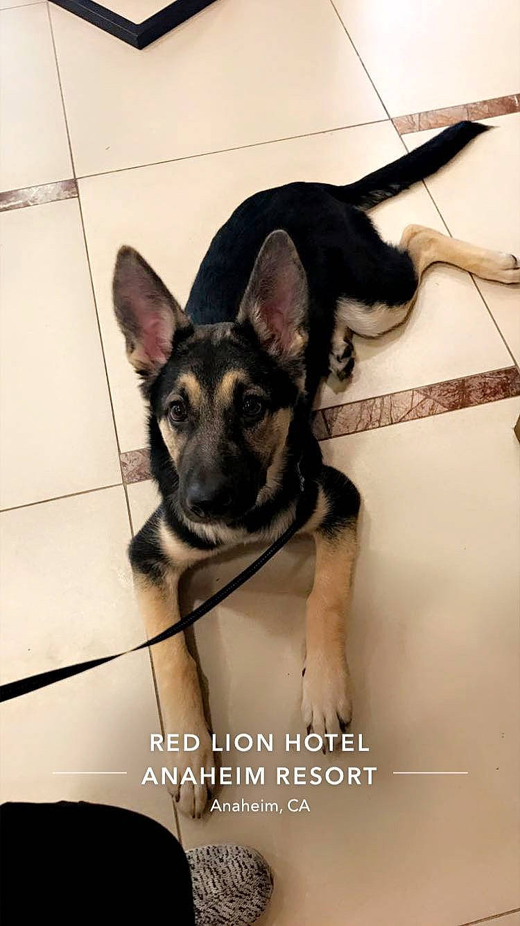 Ace joined the competition — help win amazing prizes! carnivore, companion_dog, dog, dog_breed, dog_supply, ear, event, eye, fawn, font, fur, german_shepherd_dog, head, human_body, jaw, pet_supply, snout, toy_dog, working_animal, working_dog