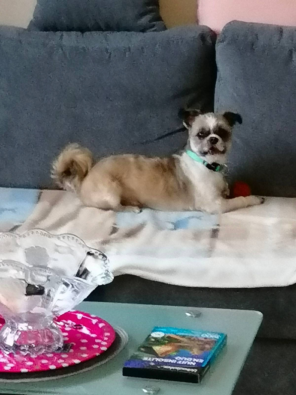 Holdy a rejoint le concours — aidez-le/la à gagner de superbes lots ! carnivore, comfort, companion_dog, couch, dishware, dog, dog_breed, dog_supply, event, fashion_accessory, fawn, furniture, linens, pet_supply, pillow, serveware, sporting_group, table, tableware, toy_dog