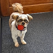 Holdy participe au concours pour gagner de l'argent avec cette photo : animal, ball, carpet, collar, companion, cute, dog, domestic, friendly, front_view, fur, indoor, mouth, pet, playful, small_dog, standing, tail, toy, wooden_door
