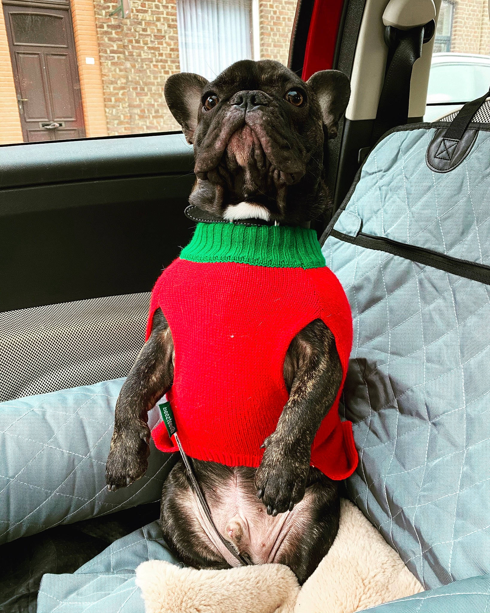 Pablo a rejoint le concours — aidez-le/la à gagner de superbes lots ! canidae, carmine, carnivore, collar, companion_dog, dog, dog_breed, dog_clothes, dog_collar, dog_supply, fictional_character, french_bulldog, fur, pet_supply, snout, sporting_group, stuffed_toy, toy, vertebrate, working_animal