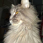 Urielle participe au concours pour gagner de l'argent avec cette photo : cat, fluffy, gray, amber_eyes, profile, indoor, pet, fur, whiskers, animal, closeup, portrait, domestic_cat, feline, cute, mammal, alert, calm, soft