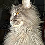alert, amber_eyes, animal, calm, cat, closeup, cute, domestic_cat, feline, fluffy, fur, gray, indoor, mammal, pet, portrait, profile, soft, whiskers