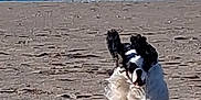Ume participe au concours pour gagner de l'argent avec cette photo : dog, beach, sand, running, midair, black_and_white, outdoor, animal, pet, happy, ears, fur, motion, sky, ocean, nature, daytime, playful, energetic, jumping