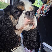 Ume participe au concours pour gagner de l'argent avec cette photo : animal, black_and_white_fur, calm, car_interior, close_up, companion, curly_ears, curly_fur, dog, domestic_animal, furry, indoor, looking_sideways, pet, portrait, resting, scarf, seat, vehicle, window