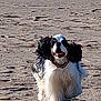 Ume participe au concours pour gagner de l'argent avec cette photo : dog, running, beach, sand, ocean, outdoor, animal, pet, happy, fur, black_and_white, canine, nature, daylight, energetic, playful, motion, smiling, collar, fun