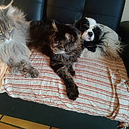 Ume participe au concours pour gagner de l'argent avec cette photo : cat, dog, pets, furry, couch, blanket, striped, indoor, relaxed, laying, fur, animal, companions, black_leather, home, cozy, three_animals, striped_blanket, floor_tiles, resting