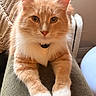 Bert joined the competition — help win amazing prizes! cat, orange_cat, fluffy, longhaired, white_paws, whiskers, ears, eyes, portrait, close_up, pet, animal, sitting, indoors, lap, couch, sunlight, warm_lighting, collar, cute
