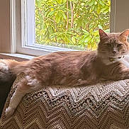 Bert is registered to the contest to win money with this photo: cat, cats, ginger_cat, fluffy, long_hair, feline, pet, animal, lounging, lying_down, window, indoors, blanket, knitted_blanket, sunlight, home, couch, greenery, portrait, relaxed