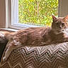 cat, cats, ginger_cat, fluffy, long_hair, feline, pet, animal, lounging, lying_down, window, indoors, blanket, knitted_blanket, sunlight, home, couch, greenery, portrait, relaxed