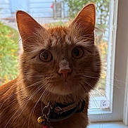 Ernie is registered to the contest to win money with this photo: cat, ginger_cat, orange_fur, feline, pet, portrait, close_up, face, eyes, ears, whiskers, nose, collar, bell, indoor, window, sunlight, home, curious, adorable