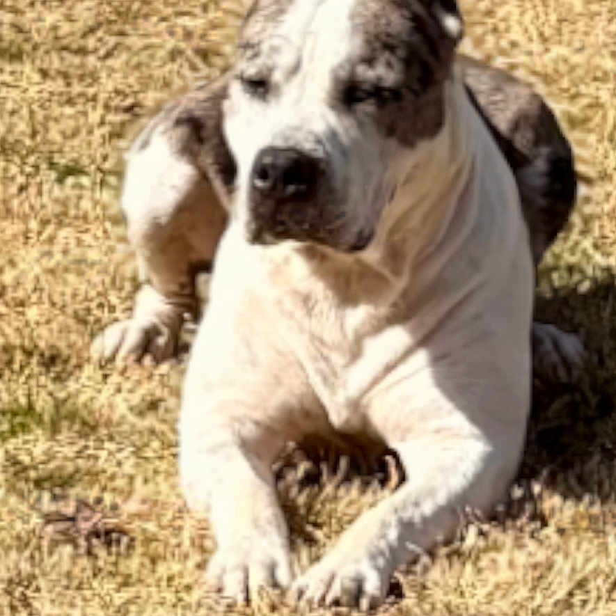Rhino joined the competition — help win amazing prizes! animal, brown, canine, closeup, daylight, dog, domestic_animal, ears, grass, laying_down, muzzle, nature, outdoor, pet, quiet, relaxed, resting, summer, sunlight, white