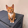 Penné joined the competition — help win amazing prizes! kitten, cat, orange_tabby, white_paws, white_chest, sitting, looking_at_camera, indoor, fabric_box, storage_box, curious, pet, young_cat, feline, domestic_cat, cute, small, animal, wall, floor