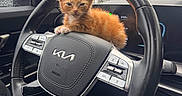 Penné joined the competition — help win amazing prizes! kitten, cat, orange_cat, steering_wheel, car_interior, kia, rain_drops, window, dashboard, button, leather, fur, small_animal, cute, pet, animal, indoors, resting, vehicle, seat