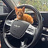 kitten, cat, orange_cat, steering_wheel, car_interior, kia, rain_drops, window, dashboard, button, leather, fur, small_animal, cute, pet, animal, indoors, resting, vehicle, seat
