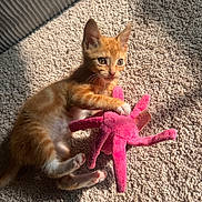 Penné joined the competition — help win amazing prizes! kitten, orange_tabby, cat, plush_toy, pink_toy, carpet, sunlight, indoor, pet, playful, young_animal, cute, whiskers, paw, feline, curious, animal_toy, resting, texture, shadow