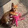 kitten, orange_tabby, cat, plush_toy, pink_toy, carpet, sunlight, indoor, pet, playful, young_animal, cute, whiskers, paw, feline, curious, animal_toy, resting, texture, shadow
