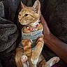 Penné is registered to the contest to win money with this photo: cat, orange_tabby, kitten, necklace, clothing, hand, blanket, furry, pet, cute, relaxed, indoor, soft_texture, cozy, resting, domestic_animal, animal, fur, pink_paw, person