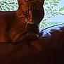 Storm is registered to the contest to win money with this photo: cat, ginger_cat, indoor, cushion, window, leafy_background, shadow, pet, animal, resting, feline, domestic_cat, soft_light, quiet, cozy, home, animal_portrait, closeup, nature_view, relaxed