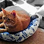 Storm is registered to the contest to win money with this photo: cat, orange_cat, pet_bed, carpet, indoor, cozy, feline, resting, fur, animal, cute, domestic_cat, tabby, relaxed, bed, patterned_bed, soft_lighting, home, pillow, blurred_background