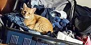 Storm joined the competition — help win amazing prizes! cat, orange_cat, luggage, suitcase, clothes, indoor, couch, leather_couch, pet, feline, resting, relaxed, window, home, cozy, domestic, curtains, fabric, soft, casual
