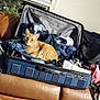 cat, orange_cat, luggage, suitcase, clothes, indoor, couch, leather_couch, pet, feline, resting, relaxed, window, home, cozy, domestic, curtains, fabric, soft, casual