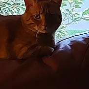 Storm is registered to the contest to win money with this photo: cat, ginger_cat, indoor, cushion, window, leafy_background, shadow, pet, animal, resting, feline, domestic_cat, soft_light, quiet, cozy, home, animal_portrait, closeup, nature_view, relaxed