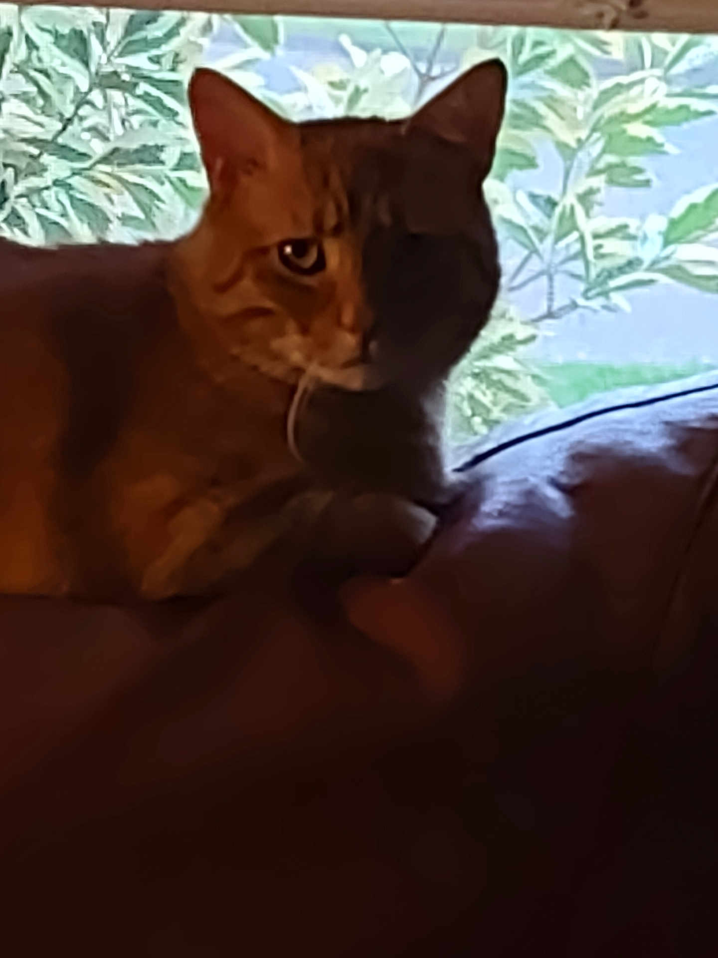Storm is registered to the contest to win money with this photo: cat, ginger_cat, indoor, cushion, window, leafy_background, shadow, pet, animal, resting, feline, domestic_cat, soft_light, quiet, cozy, home, animal_portrait, closeup, nature_view, relaxed
