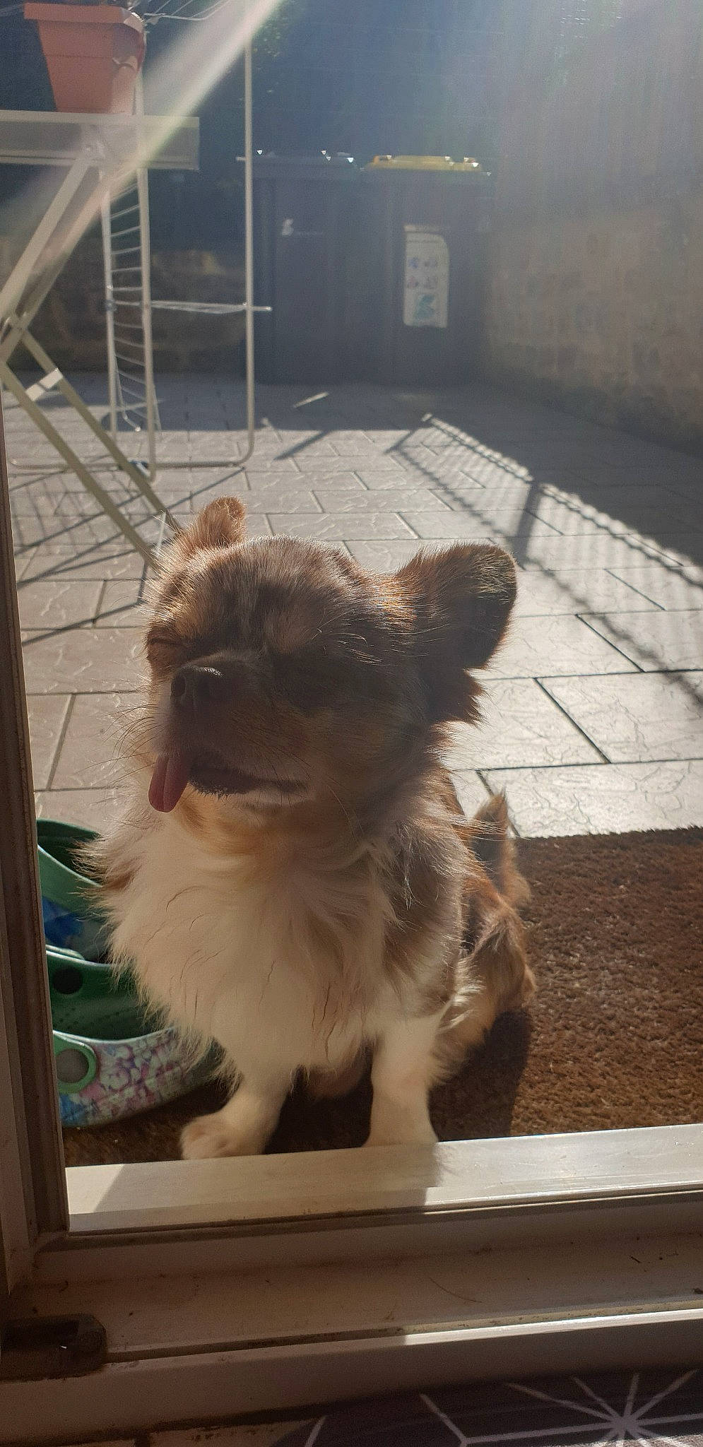 Leucky a rejoint le concours — aidez-le/la à gagner de superbes lots ! canidae, carnivore, chihuahua, companion_dog, dog, dog_breed, fawn, liver, mammal, pekingese, pomeranian, puppy, shih_tzu, sporting_group, tibetan_spaniel, toy_dog