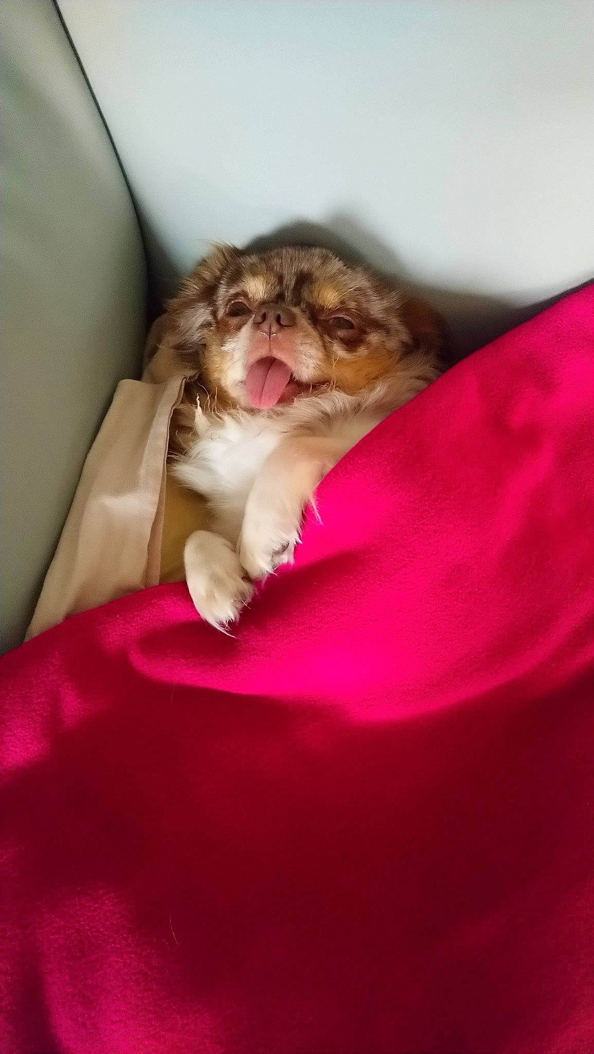 Leucky participe au concours pour gagner de l'argent avec cette photo : canidae, carnivore, cat, companion_dog, fawn, felidae, fur, kitten, mouth, persian, pink, puppy, shih_tzu, small_to_medium_sized_cats, whiskers