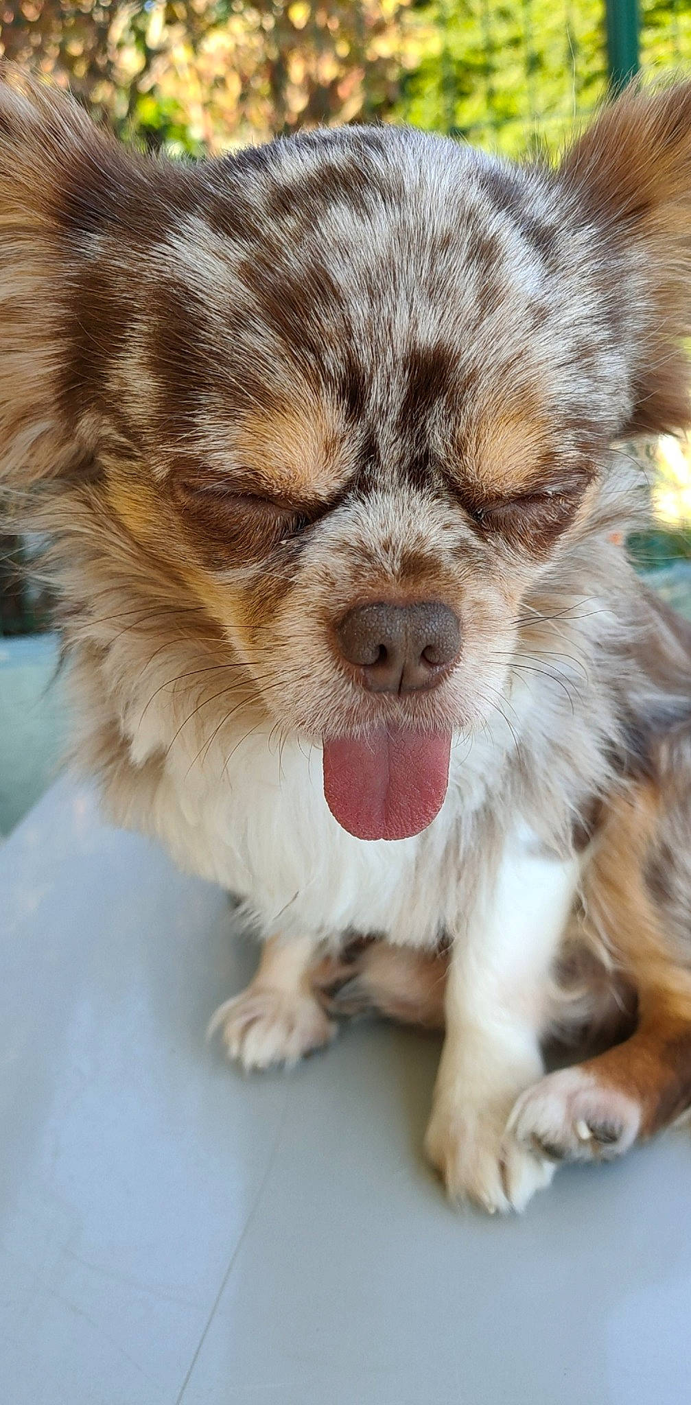 Leucky participe au concours pour gagner de l'argent avec cette photo : australian_shepherd, canidae, carnivore, chihuahua, companion_dog, dog, dog_breed, fawn, mammal, miniature_australian_shepherd, nose, pomeranian, puppy, rare_breed_dog, snout, toy_dog, vertebrate, whiskers