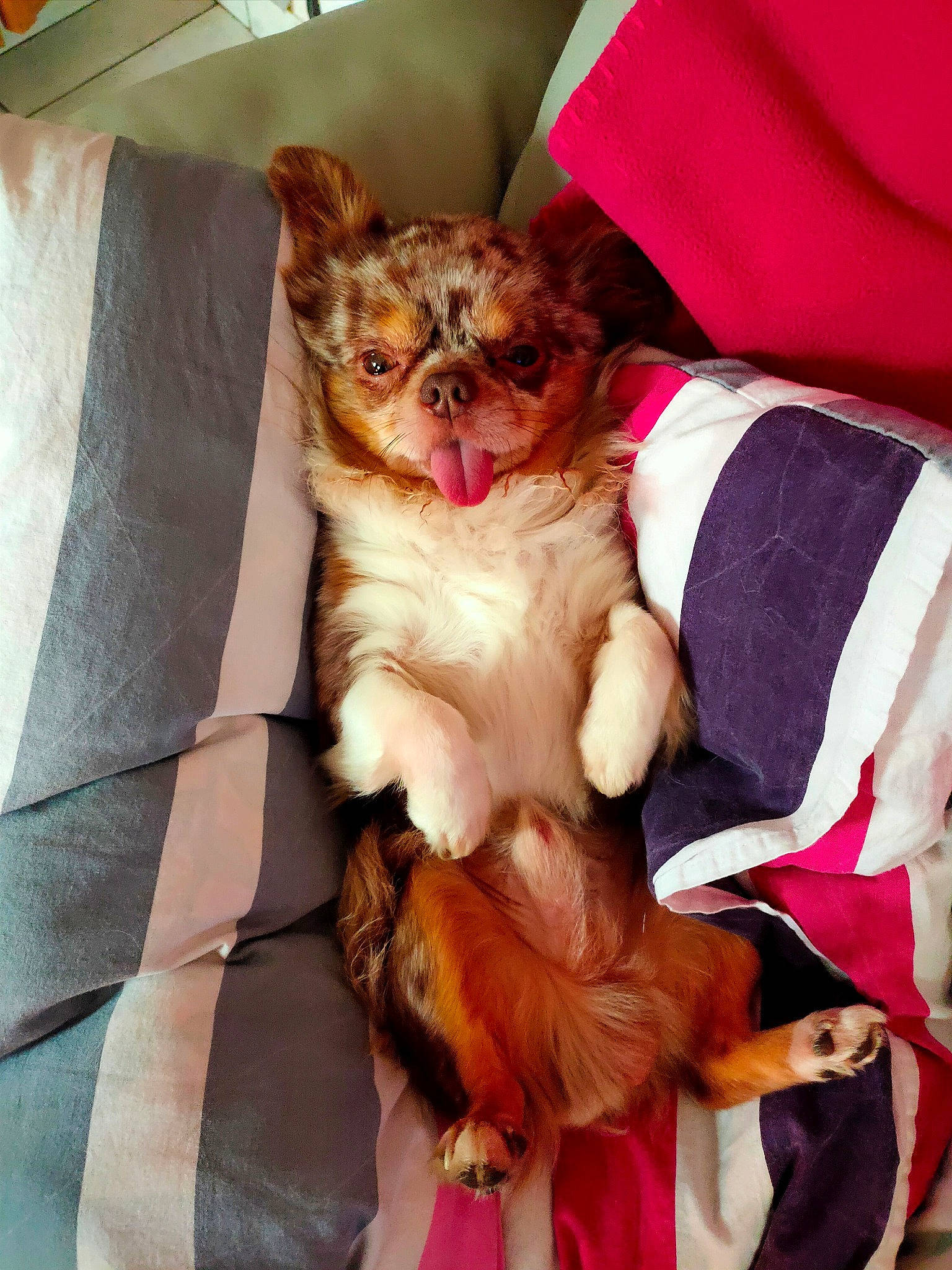 Leucky participe au concours pour gagner de l'argent avec cette photo : canidae, carnivore, cat, companion_dog, dog, dog_breed, fawn, mammal, puppy, sporting_group, toy_dog, yorkshire_terrier