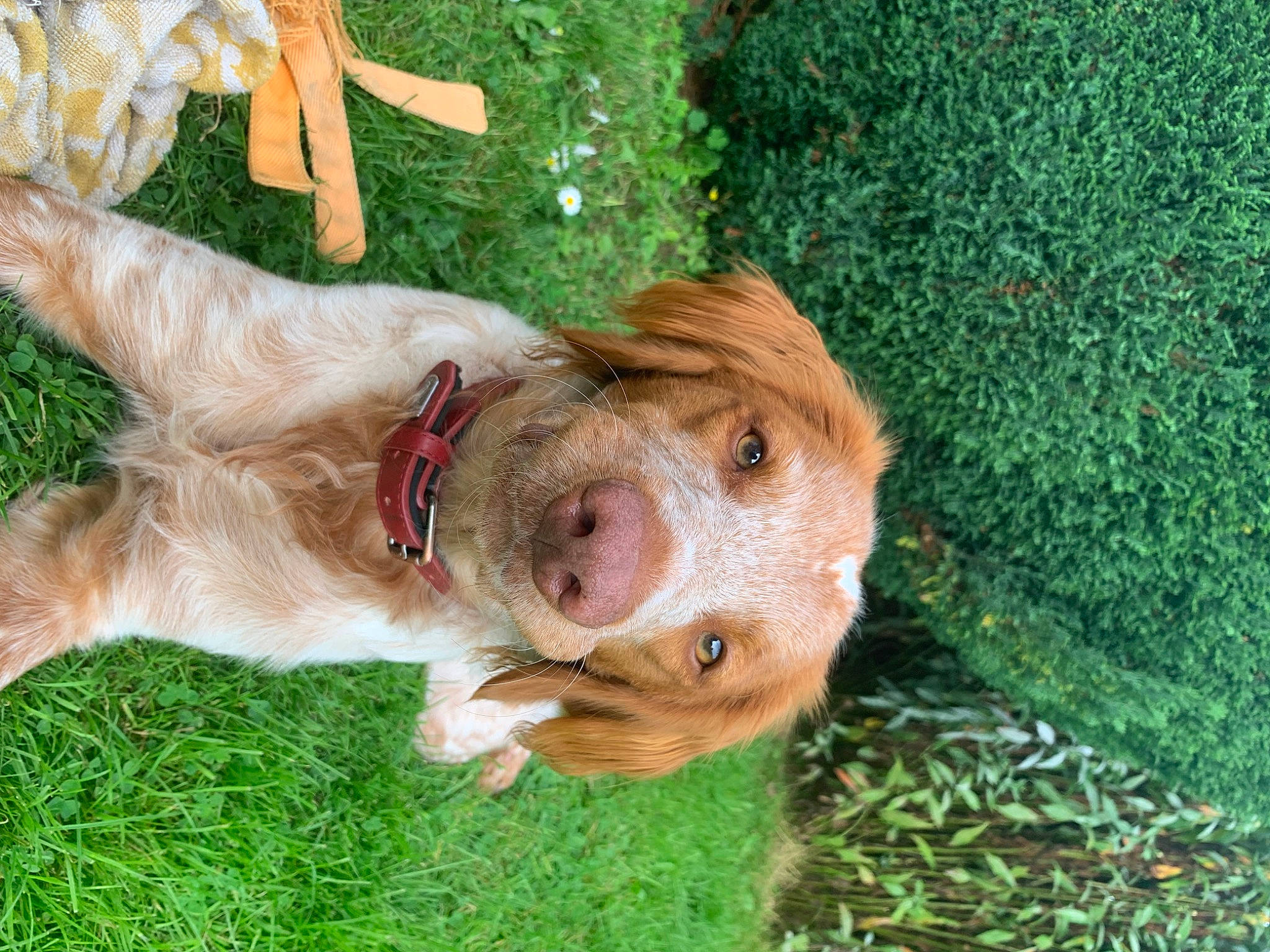 Rimbaud a rejoint le concours — aidez-le/la à gagner de superbes lots ! canidae, carnivore, collar, companion_dog, dog, dog_breed, dog_collar, fawn, fur, grass, hunting_dog, liver, plant, puppy, snout, sporting_group, tail, terrier, working_animal