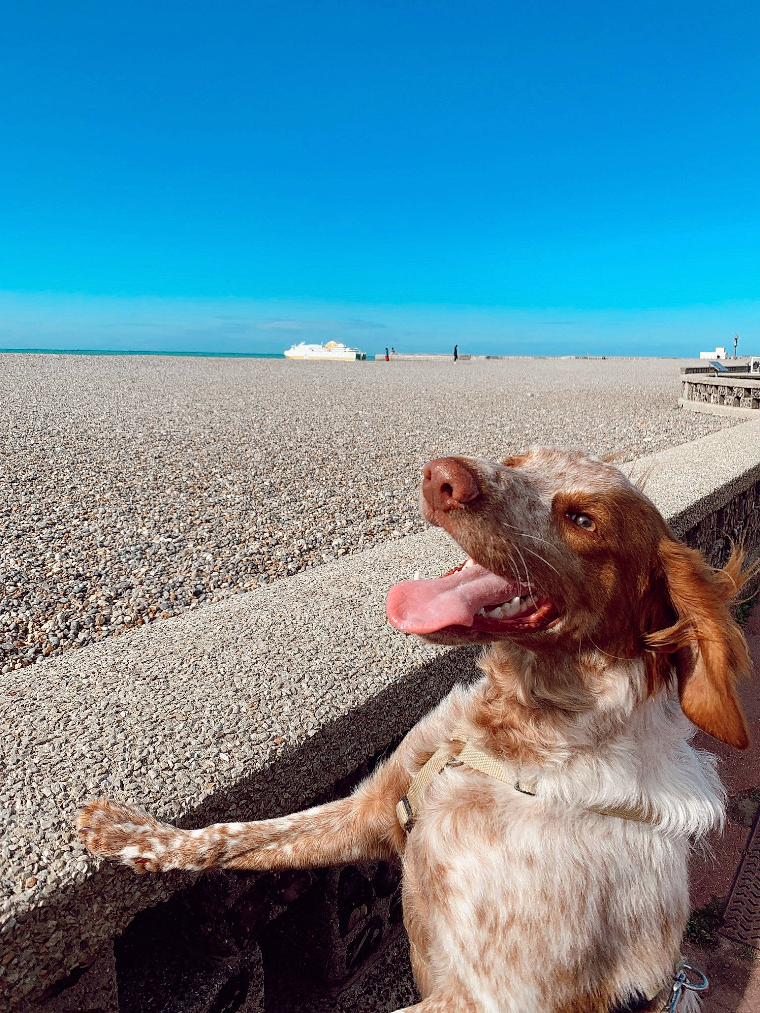 Rimbaud participe au concours pour gagner de l'argent avec cette photo : azure, beach, carnivore, companion_dog, dog, dog_breed, fawn, foot, fun, horizon, landscape, leisure, liver, people_on_beach, sand, shore, sky, sunlight, travel, water