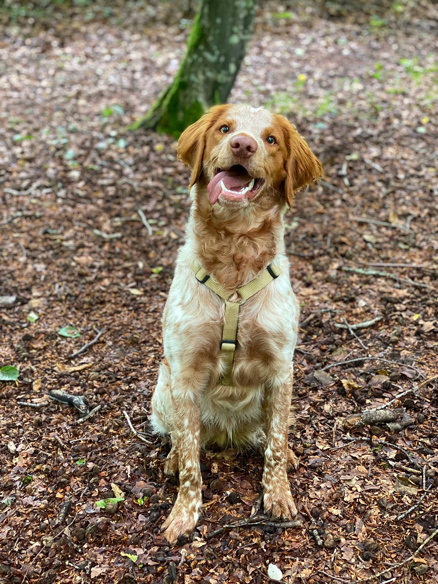 Rimbaud participe au concours pour gagner de l'argent avec cette photo : canidae, carnivore, companion_dog, dog, dog_breed, fawn, grass, gun_dog, hunting_dog, liver, plant, retriever, snout, soil, sporting_group, tail, terrestrial_animal, walking, working_animal