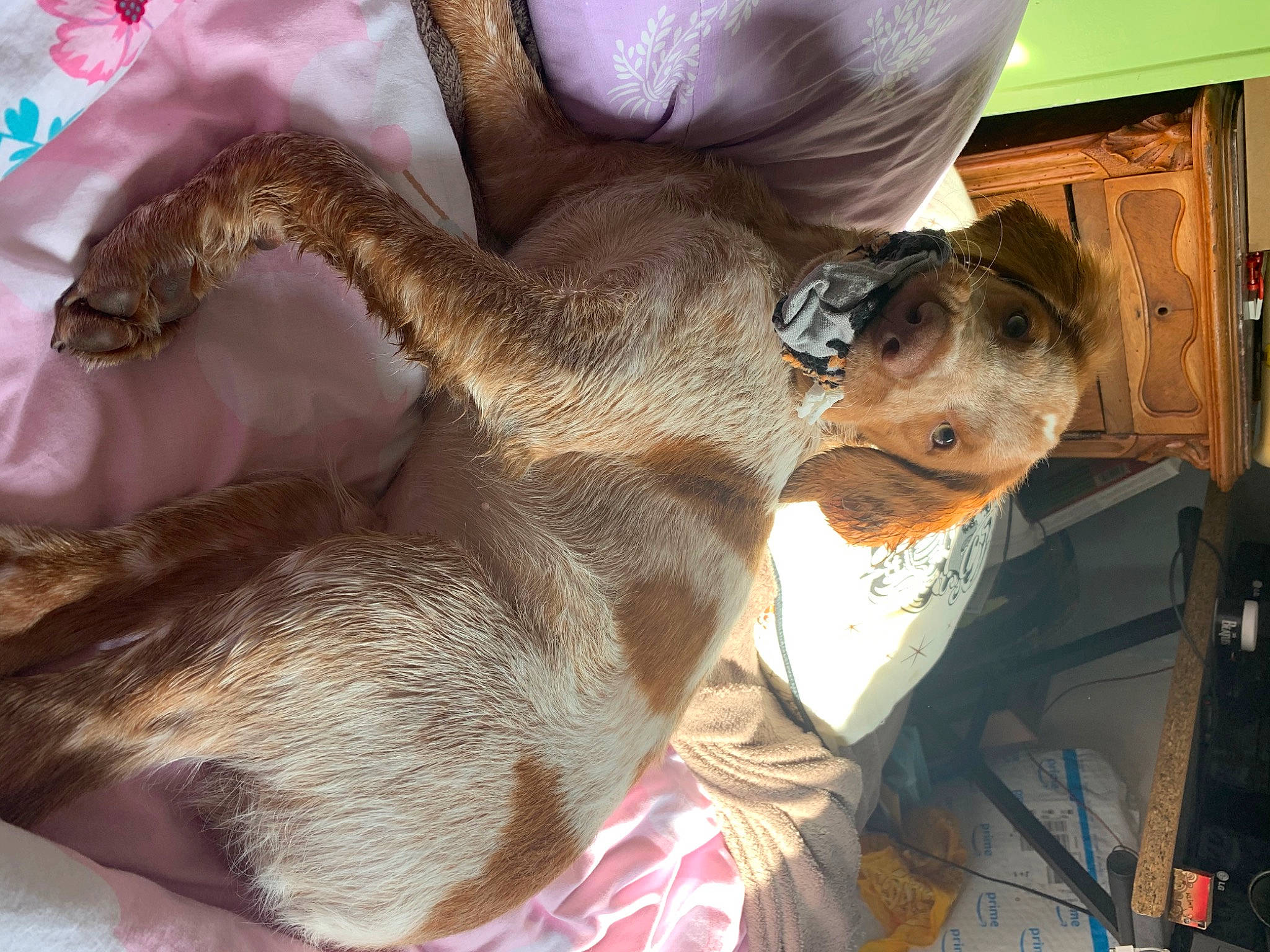 Rimbaud a rejoint le concours — aidez-le/la à gagner de superbes lots ! canidae, carnivore, claw, collar, comfort, companion_dog, dog, dog_breed, fashion_accessory, fawn, felidae, fur, liver, plant, snout, sporting_group, sunglasses, whiskers, wildlife, working_animal