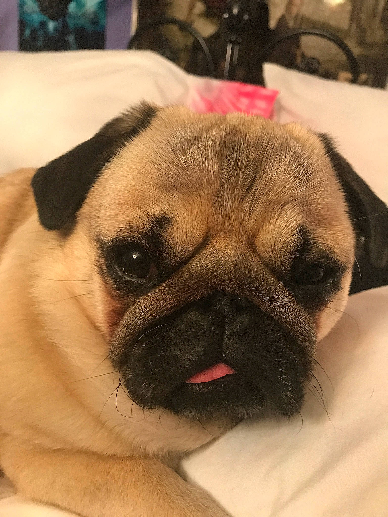 Crowley is registered to the contest to win money with this photo: ancient_dog_breeds, canidae, carnivore, companion_dog, dog, dog_breed, eye, fawn, mammal, nose, pug, puppy, puppy_love, skin, snout, tongue, toy_dog, vertebrate, whiskers, wrinkle
