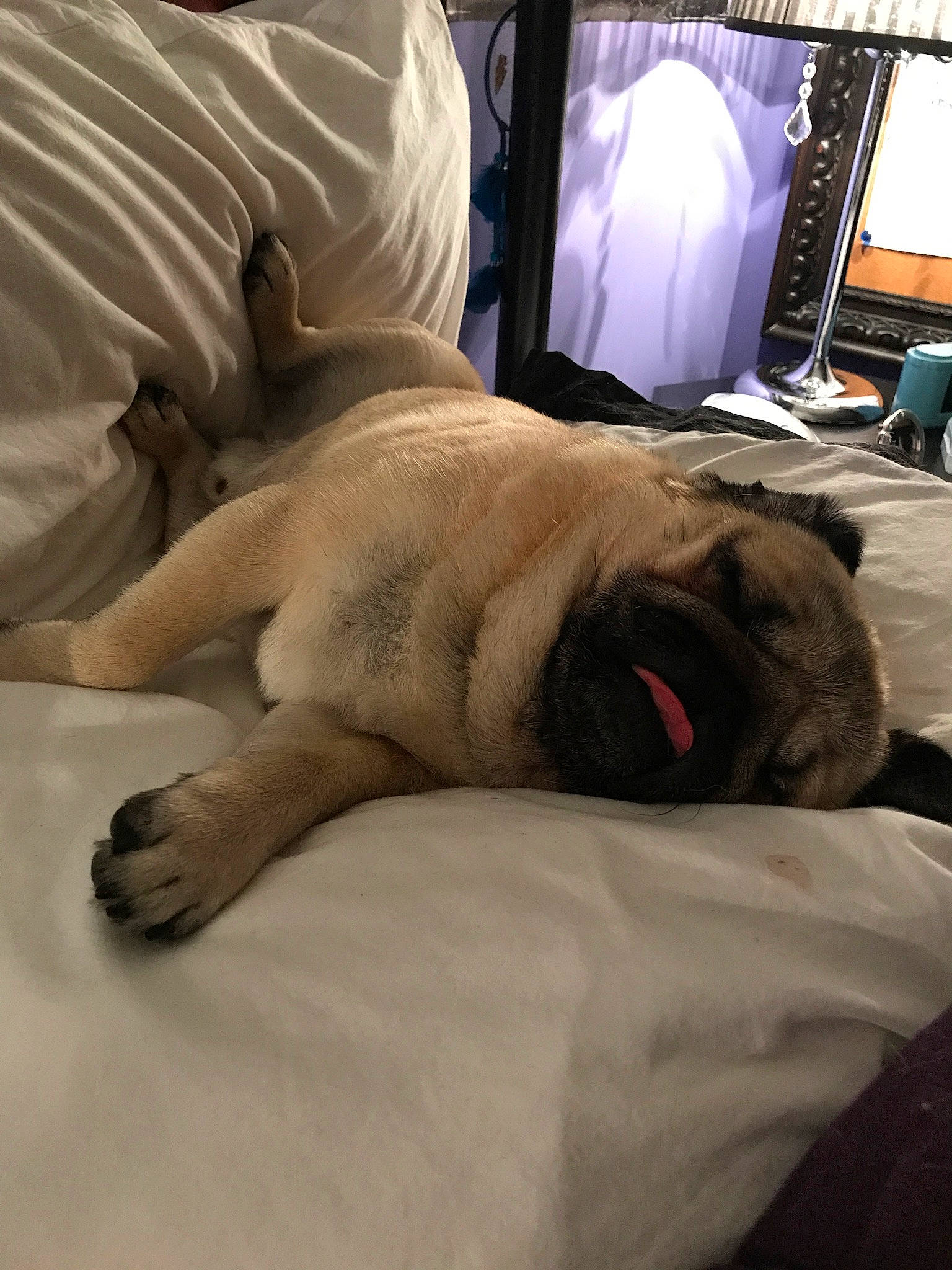 Crowley is registered to the contest to win money with this photo: bullmastiff, canidae, carnivore, companion_dog, dog, dog_breed, english_mastiff, fawn, nap, pug, sleep, snout, sporting_group, toy_dog