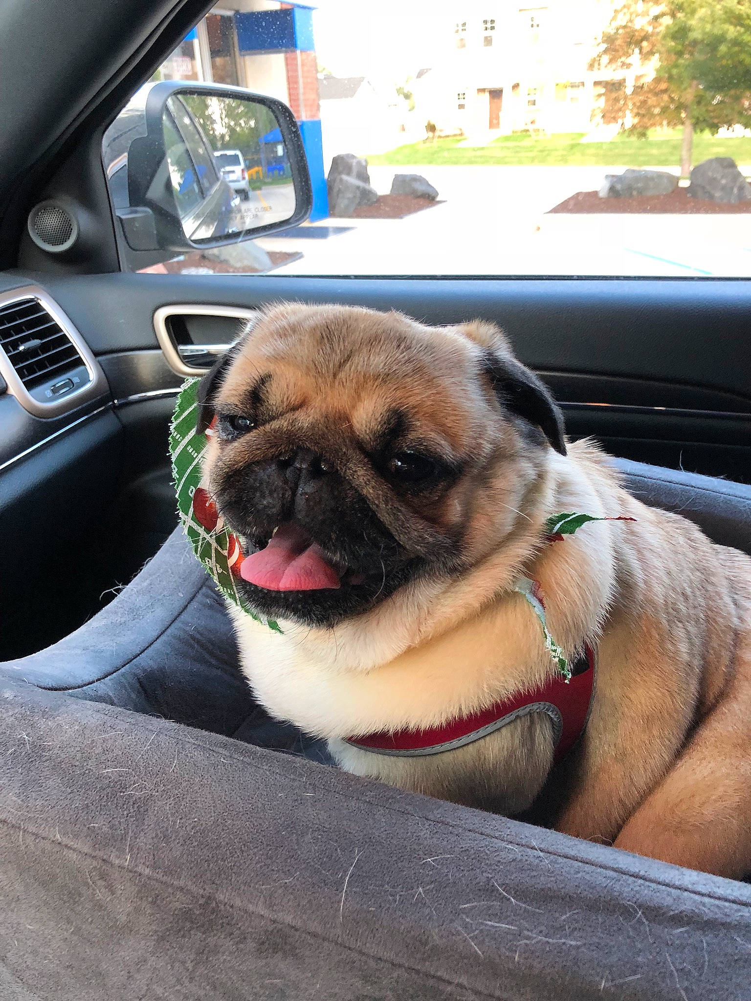 Crowley joined the competition — help win amazing prizes! canidae, car, carnivore, companion_dog, dog, dog_breed, eye, fawn, mammal, nose, pug, puppy, skin, snout, sporting_group, tongue, toy_dog, vehicle, vertebrate, wrinkle