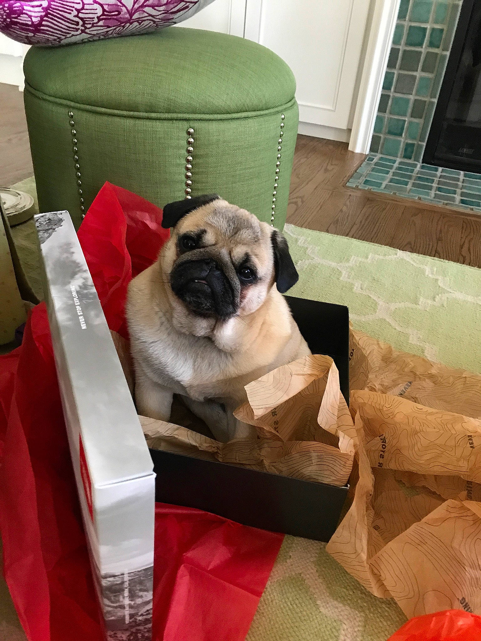 Crowley is registered to the contest to win money with this photo: canidae, carnivore, companion_dog, dog, dog_bed, dog_breed, fawn, mammal, pug, puppy, puppy_love, snout, sporting_group, toy_dog