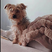 Tyrion a rejoint le concours — aidez-le/la à gagner de superbes lots ! dog, pet, bed, blanket, fur, cozy, indoor, cute, small_dog, animal, mammal, resting, curious, furry, canine, companion, soft_texture, home, domestic, portrait