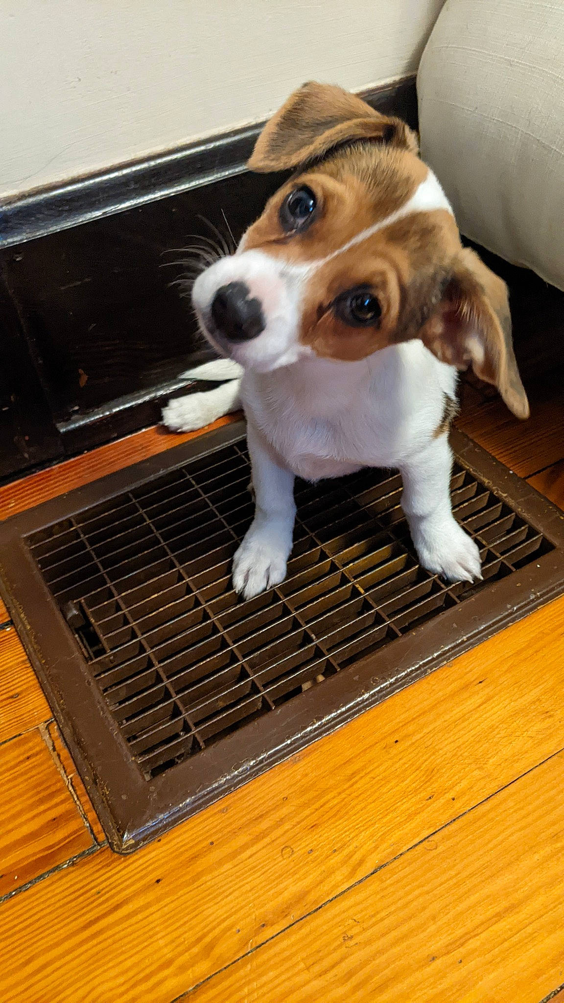 Dexter is registered to the contest to win money with this photo: canidae, carnivore, companion_dog, cooking, dog, dog_breed, fawn, flooring, fur, gas, hardwood, mesh, metal, pet_supply, puppy, snout, sporting_group, whiskers, wood, working_animal