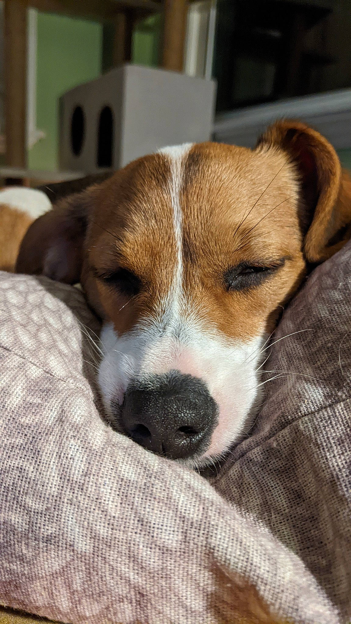 Dexter joined the competition — help win amazing prizes! ancient_dog_breeds, canidae, carnivore, collar, companion_dog, dog, dog_breed, irishjacks, non_sporting_group, puppy, snout, sporting_group, terrestrial_animal, terrier, whiskers, wood