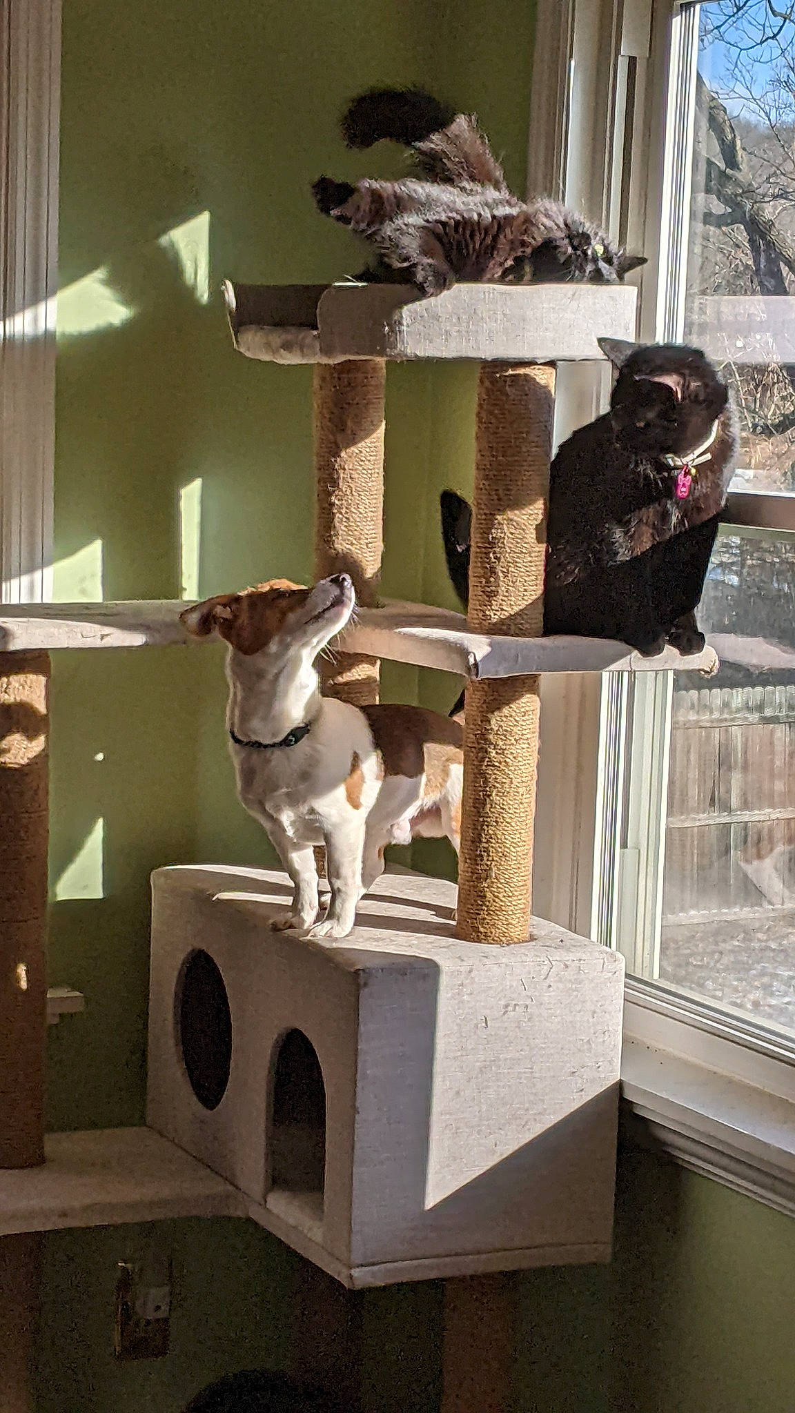 Dexter is registered to the contest to win money with this photo: art, cage, carnivore, cat_furniture, cat_supply, fawn, felidae, fur, mammal, pedestal, pet_supply, room, sculpture, small_to_medium_sized_cats, tail, terrestrial_animal, vertebrate, window, wood, working_animal