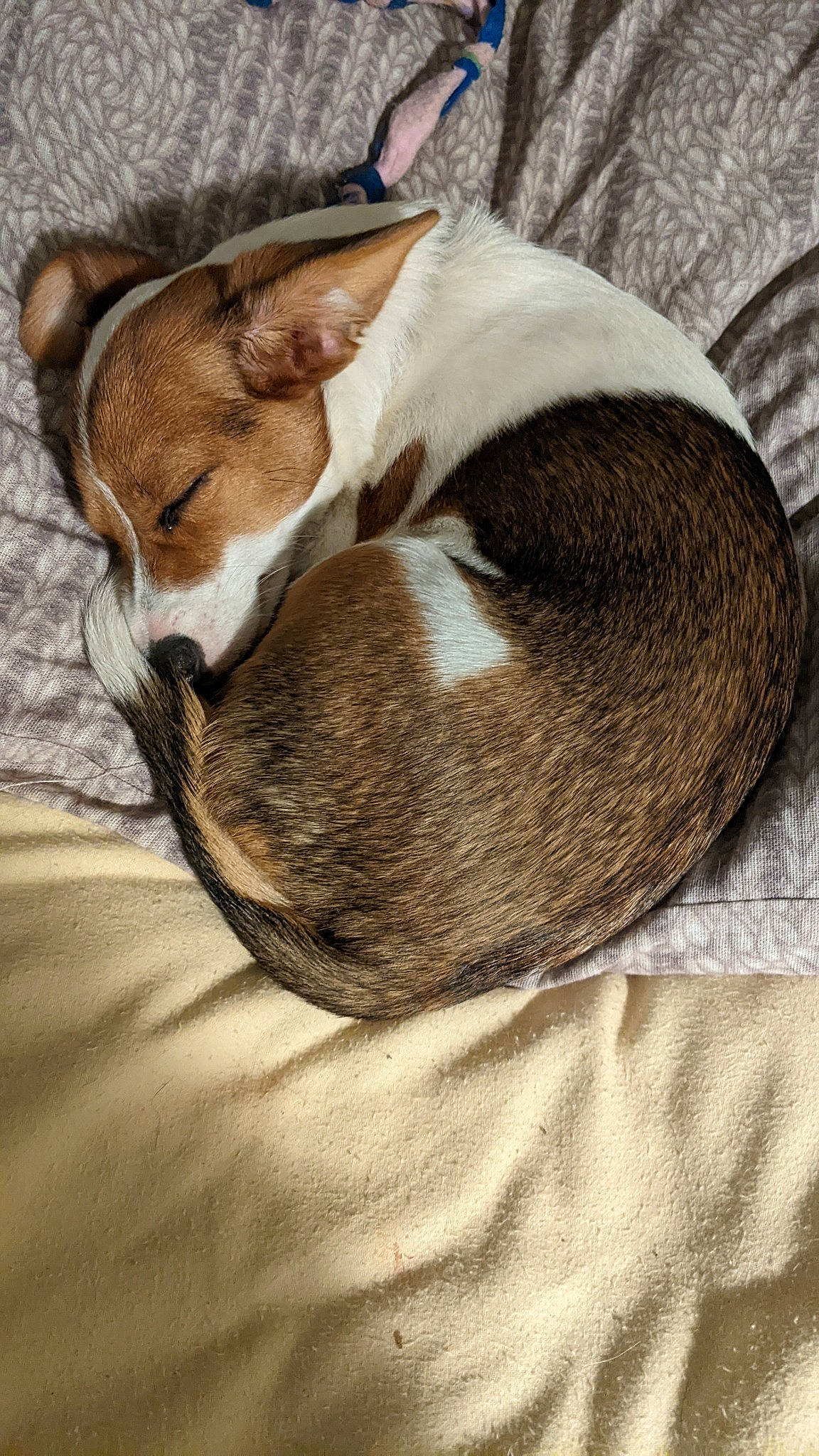 Dexter is registered to the contest to win money with this photo: carnivore, comfort, companion_dog, dog, dog_breed, fawn, fur, hardwood, human_leg, linens, nap, paw, sleep, snout, sporting_group, tail, terrestrial_animal, whiskers, wood, working_animal