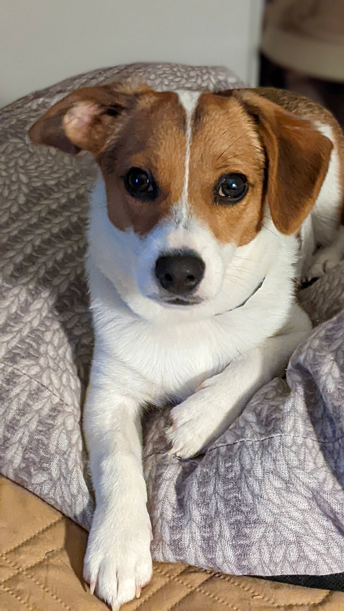 Dexter is registered to the contest to win money with this photo: canidae, carnivore, collar, companion_dog, dog, dog_breed, fawn, fur, hunting_dog, irishjacks, puppy, sporting_group, terrestrial_animal, terrier, whiskers, wood, working_terrier